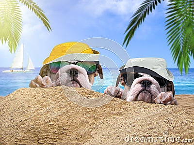 Two happy dogs in the sand on the beach. Ocean, palm trees, tourist vacation Stock Photo