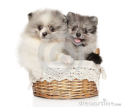 Two happy Pomeranian puppies in a wicker basket Stock Photo