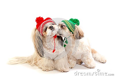 Two happy shih-tzu puppies kisses Stock Photo