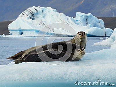 Two Happy Smiling Harbour Seals Chilling on Iceberg in Iceland Stock Photo
