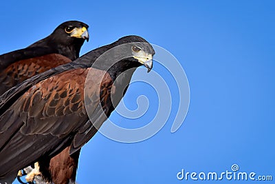 Two Harris Hawks Stock Photo