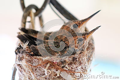 Baby Hummingbird in Nest with Sibling on White Background Stock Photo