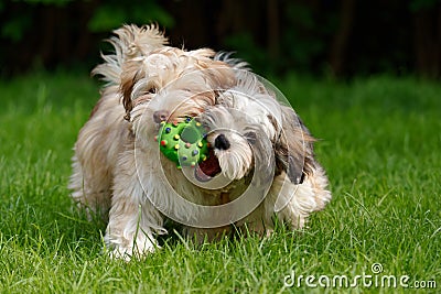 Two havanese puppies play together in the grass Stock Photo
