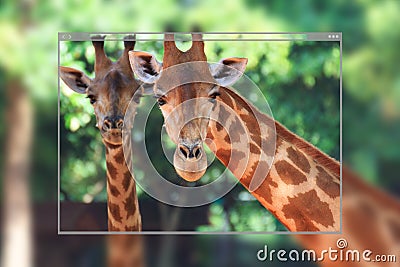 Two head giraffe. Stock Photo