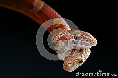 Two headed snake Stock Photo