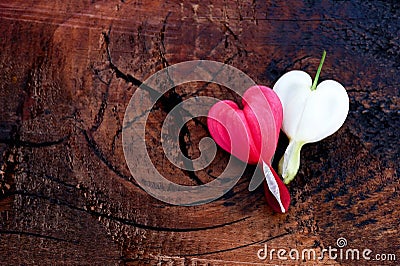 Two hearts on a wooden background Stock Photo