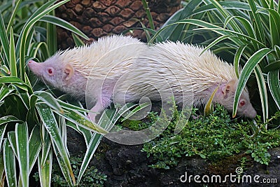 Two hedgehogs are looking for food in the bushes. Stock Photo