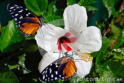 Two Heliconius hecate butterflies Stock Photo