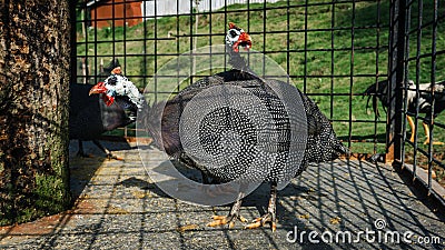 Iranian chicken or Helmeted guineafowl Stock Photo