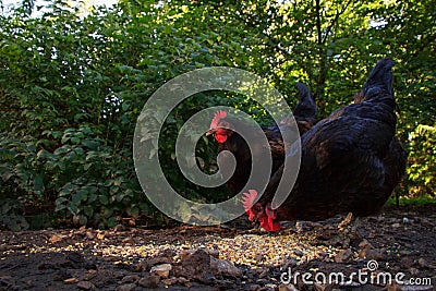 Two Hens Scratching in the Barnyard Stock Photo