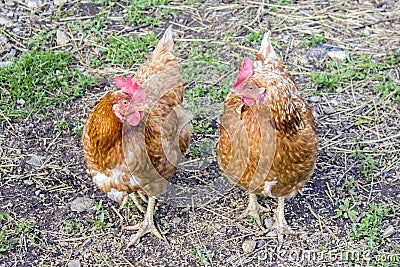 Two hens stand on the ground next to each other and look at each other Stock Photo