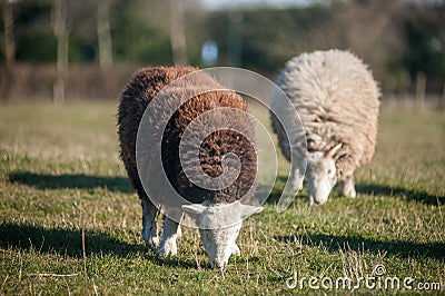 Two herdwick sheep grazing on the field Stock Photo