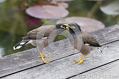 Two hill mynah birds, Gracula religiosa bird, the most intelligent bird in the world Stock Photo