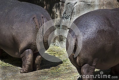 Two Hippo Butts Stock Photo