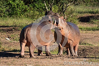 Two hippo open mouths at each other Stock Photo