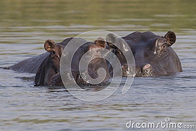 Two hippos looking above water Stock Photo