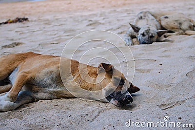 Two homeless dogs on the beach. Sleeping dogs on sea coast, Asia. Adorable tired pets on hot summer day. Stock Photo