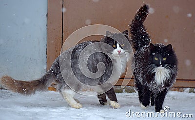 Two homeless freezing cats outdoors in the snow Stock Photo