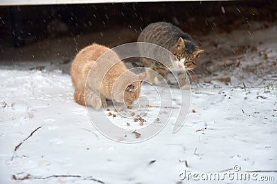 Two homeless freezing cats outdoors in the snow Stock Photo