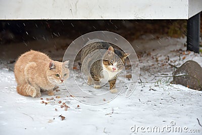 Two homeless freezing cats outdoors in the snow Stock Photo