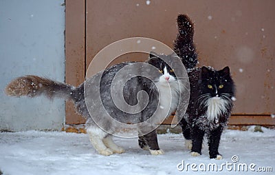 Two homeless freezing cats outdoors in the snow Stock Photo