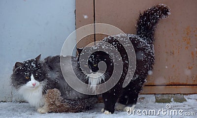 Two homeless freezing cats outdoors in the snow Stock Photo