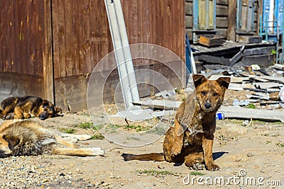 two homeless puppies on the street Stock Photo