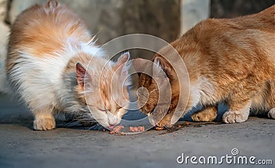 Two homeless red-headed cats are eating cat`s food outdoors. Help to homeless animals Stock Photo