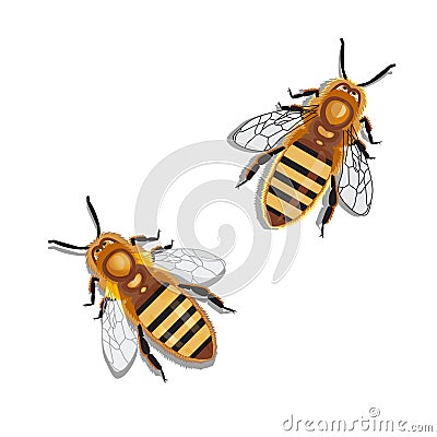 Two Honey Bee on white background. Vector illustration Vector Illustration