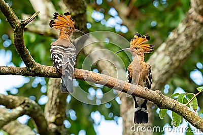 Two Hoopoe perching on longan branch looking at each other Stock Photo