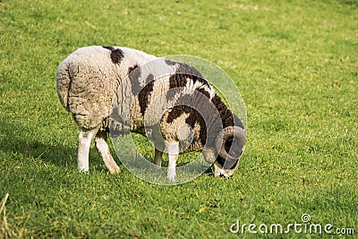 Two horn pedigree Jacob sheep ram Stock Photo