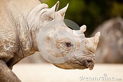 Two-Horn White Rhinoceros (Ceratotherium simum) Stock Photo