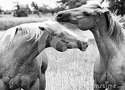 Two horse nuzzling Stock Photo