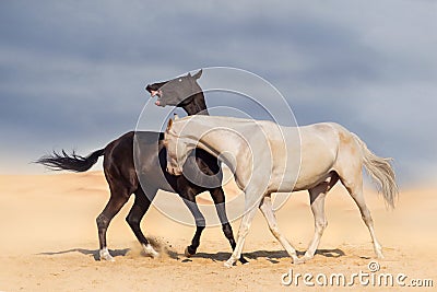 Two horse playing Stock Photo