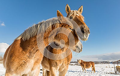 Two horse portrait close up in love, Horse love, Bohemian-Moravian Belgian horse in sunny day. Czech Republic Stock Photo