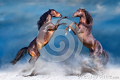 Two horse rearing up Stock Photo