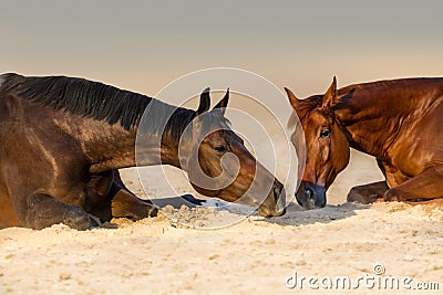 Two horse rest Stock Photo