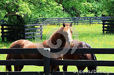 Two horses in a corral. Stock Photo