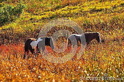 Two horses. Stock Photo