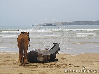 Two horses on the beach Stock Photo