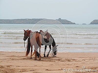 Two horses on the beach Stock Photo