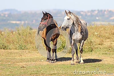 Two horses black and brown Stock Photo