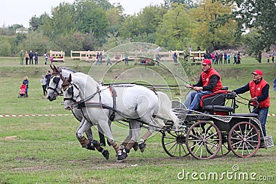 Two horses carriage Editorial Stock Photo