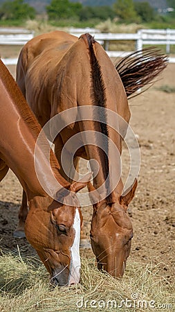 Two horses in the corral are eating hay, straw, grass in the farm Stock Photo