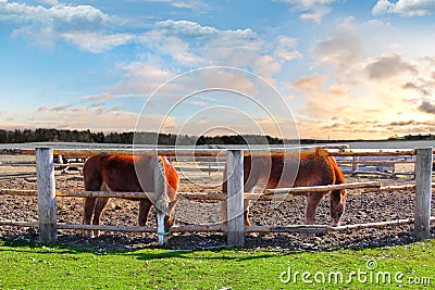 Two Horses in a Corral Stock Photo
