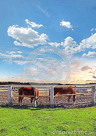 Two Horses in a Corral Stock Photo
