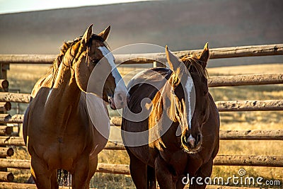 Two Horses in the Corral Stock Photo