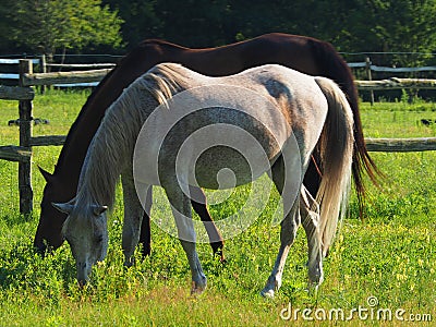 Two horses dark and light peacifuly grazing the tree during the summer Stock Photo