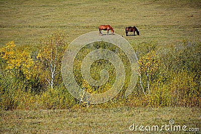 Two horses eating grass in autumn prairie Stock Photo