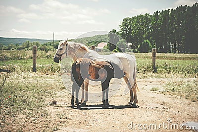 Two horses free in the field Stock Photo